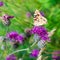 Painted lady butterfly on blooming purple thistle flower close up side view, Vanessa cardui, blurred green grass background macro
