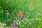 Painted lady butterfly on blooming purple thistle flower close up top view, Vanessa cardui on blurred green grass background macro