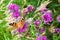 Painted lady butterfly on blooming purple thistle flowers closeup top view, beautiful orange Vanessa cardui on blurred green grass