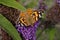 Painted Lady butterfly on Buddleja davidii
