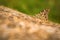 Painted lady butterfly with closed spotted wings