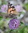 Painted Lady Butterfly on Clover Flower