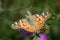 Painted Lady butterfly on a Common Knapweed flower