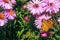 Painted lady butterfly foraging on a purple flower