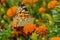 Painted Lady butterfly on a French marigold flower at fall season