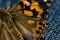 Painted Lady Butterfly Macro Photography