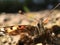 Painted Lady Butterfly Macro View Resting on the Ground During Migration