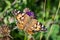 Painted Lady butterfly with open wings on Common Knapweed