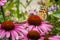 Painted lady butterfly pollinates echinacea purpurea or purple coneflower