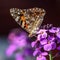 The Painted Lady butterfly on a purple flower of the Erysimum Bowles Mauve
