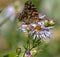 Painted Lady Butterfly on Purple Wildflowers, Ouray Perimeter Trail, Colorado #2