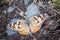 Painted Lady butterfly resting on muddy ground