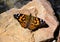 Painted Lady butterfly on a rock