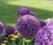 Painted lady butterfly sitting on a beautiful purple allium flower at a botanical garden in Durham, North Carolina