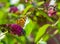 Painted lady butterfly sitting on the flowers of a butterfly bush, common cosmopolitan insect specie