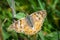 Painted Lady butterfly on a skinny green leaf