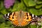 Painted Lady butterfly, Vanessa cardui