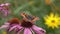 Painted Lady butterfly (Vanessa cardui)