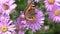 Painted Lady butterfly Vanessa cardui feeding on a pink aster flower