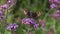 Painted Lady butterfly Vanessa cardui feeding on a purple verbena bonariensis flower