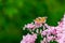 Painted Lady butterfly, Vanessa cardui on flowers