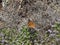 Painted Lady butterfly Vanessa cardui on Greek mountain thyme