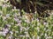 Painted Lady butterfly Vanessa cardui on Greek mountain thyme