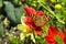 Painted Lady butterfly, Vanessa cardui, on red Dahlia flower