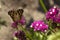 Painted Lady butterfly Vanessa Cardui, wings closned, feeding pollen, collects nekrar from pink flowers Limonium. Butterfly