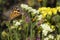 Painted Lady butterfly Vanessa Cardui, wings closned, feeding pollen, collects nekrar from yellow, white flowers Limonium.