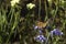 Painted Lady butterfly Vanessa Cardui, wings opened, feeding pollen, collects nekrar from white and blue flowers Limonium.