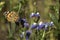 Painted Lady butterfly Vanessa Cardui, wings opened, feeding pollen, collects nekrar from white and blue flowers Limonium.