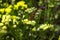 Painted Lady butterfly Vanessa Cardui, wings opened, feeding pollen, collects nekrar from white flowers Limonium. Butterfly