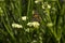 Painted Lady butterfly Vanessa Cardui, wings opened, feeding pollen, collects nekrar from white flowers Limonium. Butterfly