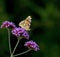 Painted Lady butterfly on Verbena Bonariensis