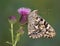 Painted Lady on Canadian Thistle