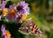 Painted lady feeding