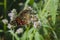 Painted lady in the forest