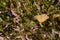 Painted Lady lat: Vanessa Cardui sits in blooming heather