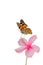 Painted lady, most beautiful red to orange camouflage butterfly touching pink hibiscus flower