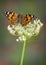 Painted Lady on Queen Ann\'s lace