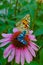 Painted lady (Vanessa cardui) and burnet moth (Zygaena ephialtes)