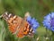 Painted Lady, Vanessa cardui butterfly