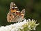 Painted lady Vanessa cardui butterfly on buddleia