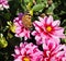 Painted Lady Or Vanessa Cardui Butterfly On Dahlia