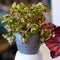 Painted-leaf begonia, Begonia rex