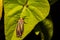 Painted Lichen Moth