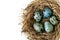 Painted in light blue color quail eggs in nest from straw for Easter close-up