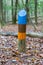 Painted marking in a dutch forrest