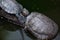 A painted marsh turtle in a stream, lake, pond resting on a fallen tree